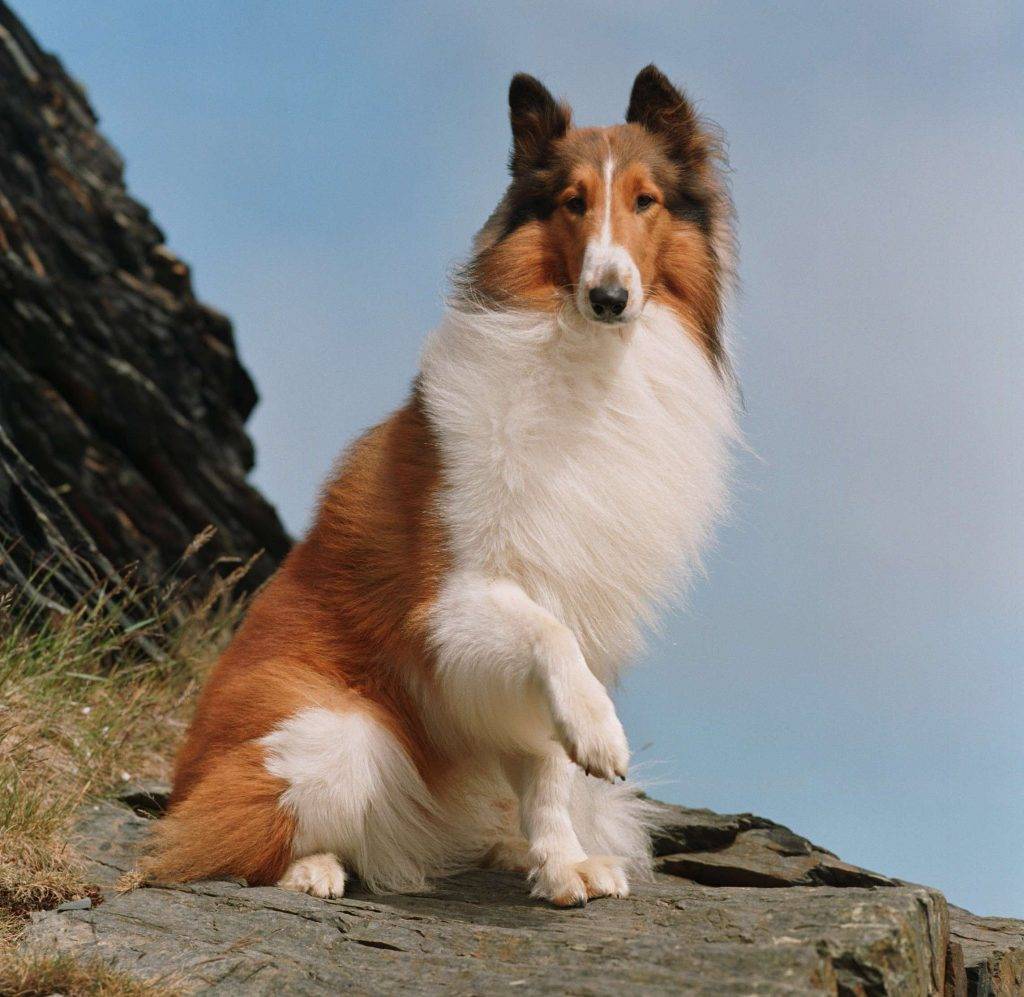 lassie zampa