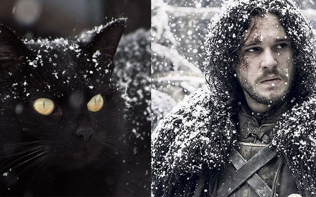 gatto Jon Snow