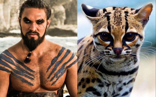 Gatto Khal Drogo Game of Thrones