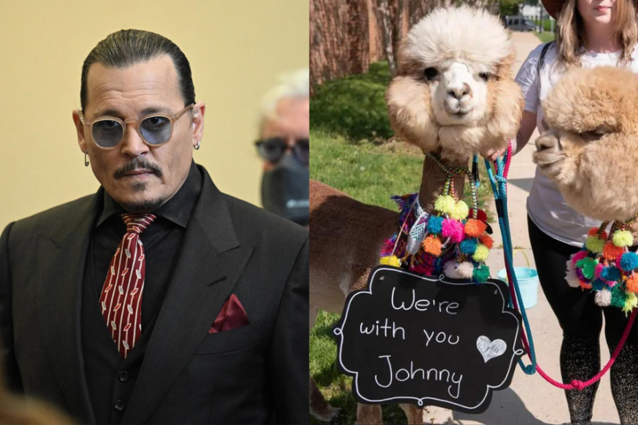 Johnny Depp - alpaca