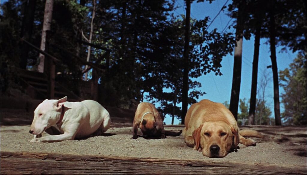 L'incredibile avventura, un film degli anni 60 sui cani che merita la visione