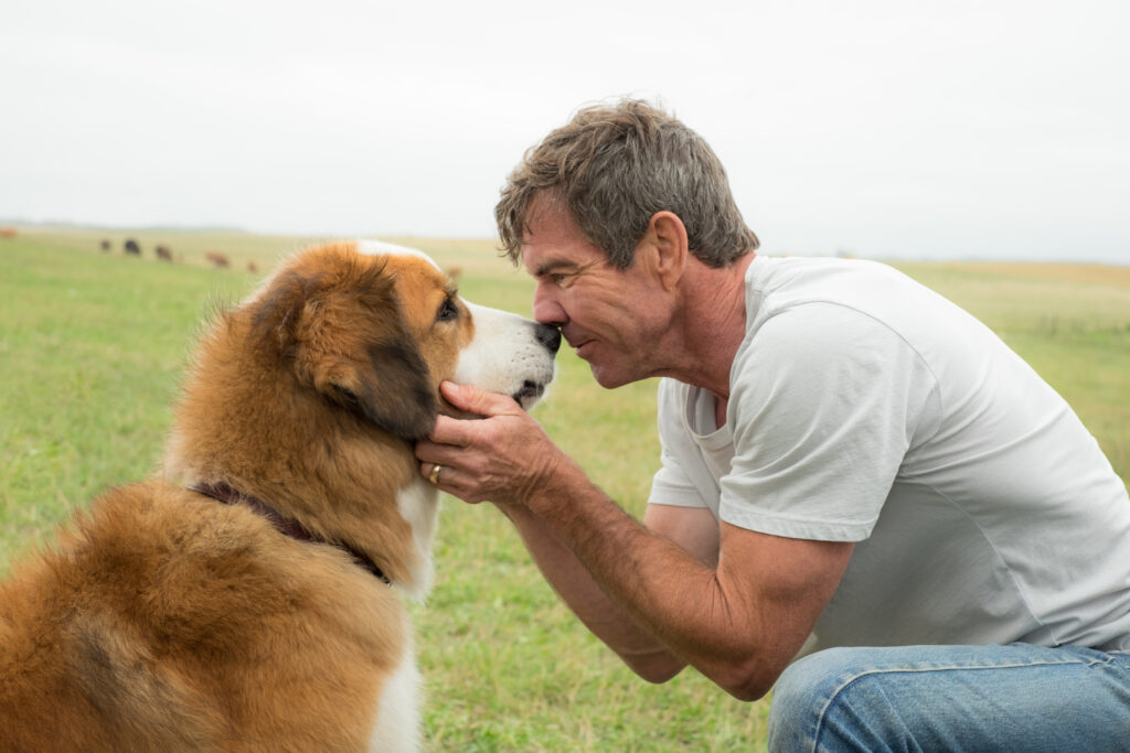 A dog's purpose, un commovente film sui cani e sull'amore